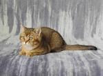 Denver - British Shorthair Kitten For Sale - Denver&comma; CO&comma; US