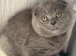 Lolita - Scottish Fold Kitten For Sale - Brooklyn&comma; NY&comma; US