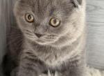 Bonita - Scottish Fold Kitten For Sale - 