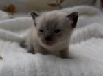 Brown - Ragdoll Kitten For Sale - Desloge&comma; MO&comma; US
