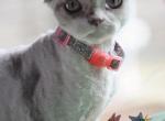Monkey - Devon Rex Kitten For Sale - Spokane&comma; WA&comma; US
