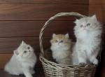 Olli - British Shorthair Kitten For Sale - Vancouver&comma; WA&comma; US