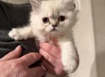 Jane - Himalayan Kitten For Sale - Spruce Pine&comma; NC&comma; US