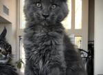 Slate - Maine Coon Kitten For Sale - Hemet&comma; CA&comma; US