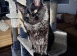 Luck - Maine Coon Kitten For Sale - Hemet&comma; CA&comma; US