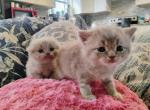 Scottish Folds - Scottish Fold Cat For Sale - Chapel Hill&comma; NC&comma; US