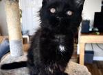 Wish - Maine Coon Kitten For Sale - Hemet&comma; CA&comma; US