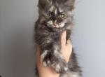 Feron silver tortie - Maine Coon Kitten For Sale - St&period; Louis&comma; MO&comma; US