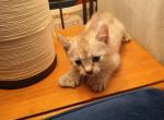 Polydactyl Kittens - Polydactyl Kitten For Sale - San Luis Obispo&comma; CA&comma; US