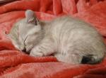 Polydactyl Kittens - Polydactyl Kitten For Sale - San Luis Obispo&comma; CA&comma; US
