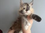Giselle poly calico - Maine Coon Kitten For Sale - St&period; Louis&comma; MO&comma; US
