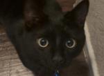 Macaroon - Domestic Cat For Sale - Irving&comma; TX&comma; US