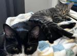 Misty - Domestic Kitten For Adoption - Loganville&comma; GA&comma; US