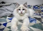 Dean - Ragdoll Kitten For Sale - Tuscaloosa&comma; AL&comma; US