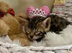 Brown Female Pink Collar - Bengal Kitten For Sale - Rocklin&comma; CA&comma; US
