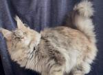 Yasmin - Maine Coon Kitten For Sale - CO&comma; US