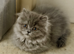 Blue - Persian Kitten For Sale - Georgetown&comma; KY&comma; US