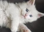 Romeo - Maine Coon Kitten For Sale - Trevor&comma; WI&comma; US