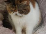 Pixie - Exotic Kitten For Sale - Lemont&comma; IL&comma; US
