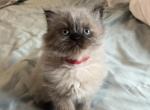 Hatch - Himalayan Kitten For Sale - Dover&comma; NH&comma; US
