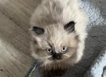 Peep - Himalayan Kitten For Sale - Dover&comma; NH&comma; US