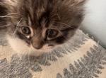 Millie - Minuet Kitten For Sale