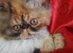 Ulyana - Persian Kitten For Sale - Lemont&comma; IL&comma; US