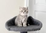 Male Scottish Straight Silver - Scottish Straight Kitten For Sale - Orlando&comma; FL&comma; US