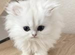 Silvers and Golden - Persian Kitten For Sale - TX&comma; US