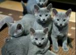 Russian Blue - Russian Blue Kitten For Sale - Charlotte&comma; NC&comma; US