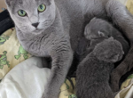 Russian Blue - Russian Blue Kitten For Sale - Charlotte&comma; NC&comma; US
