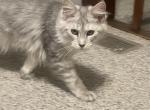 Future Queen - Maine Coon Kitten For Sale - OH&comma; US