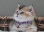 April - British Shorthair Kitten For Sale - Henderson&comma; NV&comma; US
