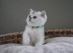 Sterling - British Shorthair Kitten For Sale - Henderson&comma; NV&comma; US
