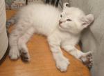 Highland Lynx - Highlander Kitten For Sale - San Luis Obispo&comma; CA&comma; US