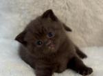 Bear - Scottish Straight Kitten For Sale - Federal Way&comma; WA&comma; US