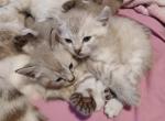 Highland Lynx - Highlander Kitten For Sale - San Luis Obispo&comma; CA&comma; US