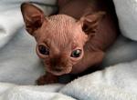 Tom - Sphynx Kitten For Sale - Orlando&comma; FL&comma; US