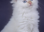 Purebred Siberian Hypoallergenic baby girls - Siberian Kitten For Sale - Hamburg&comma; NJ&comma; US