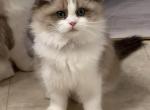 Cherubim litter - Ragdoll Kitten For Sale - Kearneysville&comma; WV&comma; US