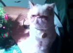 Spunky - Persian Cat For Sale - Rapid City&comma; SD&comma; US