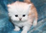 Chinchilla Silver Female Persian Kitten - Persian Kitten For Sale - Stanton&comma; MO&comma; US