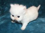 CFA White Female Persian Kitten black collar - Persian Kitten For Sale - Stanton&comma; MO&comma; US