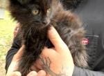 Souffl&egrave; - Maine Coon Kitten For Sale - 