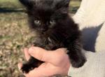 Aura - Maine Coon Kitten For Sale - Doniphan&comma; MO&comma; US