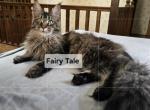 Fairy Tale  girl Champion not for breeding - Maine Coon Cat For Sale - Liberty&comma; NC&comma; US