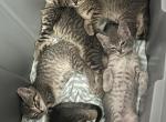Luna - British Shorthair Kitten For Sale - Hialeah&comma; FL&comma; US