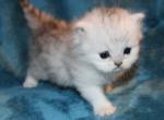 CFA Chinchilla silver Male Persian Kitten - Persian Kitten For Sale - Stanton&comma; MO&comma; US