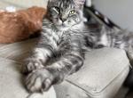 Athena - Maine Coon Cat For Sale - South Bend&comma; IN&comma; US