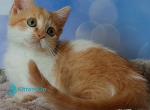 Bevis - Minskin Kitten For Sale - Hollywood&comma; FL&comma; US